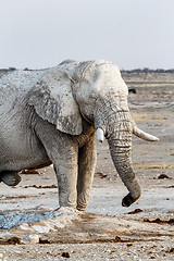 Image showing White african elephants on Etosha waterhole