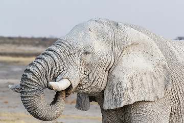 Image showing White african elephants on Etosha waterhole