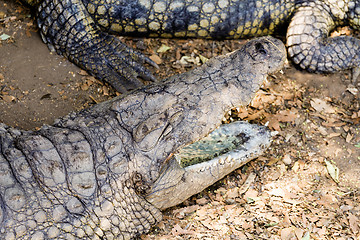 Image showing Portrait of a Nile Crocodile