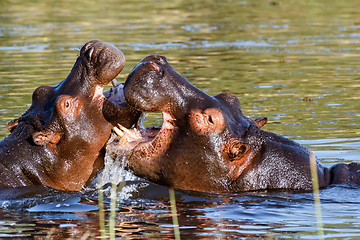 Image showing Two fighting young male hippopotamus Hippopotamus