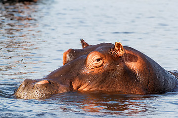 Image showing portrait of Hippo Hippopotamus Hippopotamus