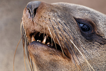 Image showing portrait of Brown fur seal - sea lions in Namibia