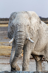 Image showing White african elephants on Etosha waterhole