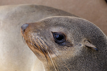 Image showing portrait of Brown fur seal - sea lions in Namibia