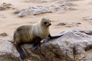 Image showing Small sea lion - Brown fur seal in Cape Cross, Namibia