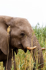 Image showing African Elephant in Etosha national Park