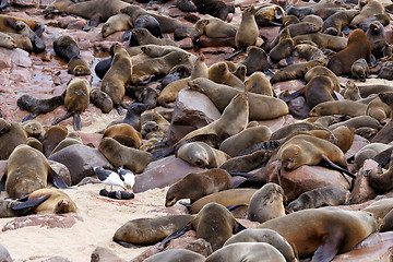 Image showing huge colony of Brown fur seal - sea lions in Namibia