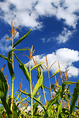 Image showing Corn field