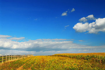 Image showing Corn and soya fields