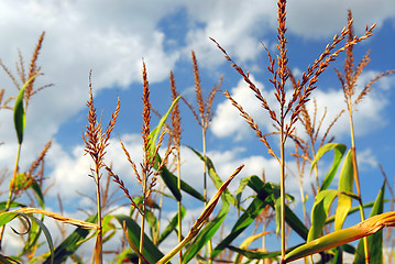 Image showing Corn field