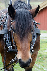 Image showing Horse