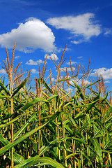 Image showing Corn field