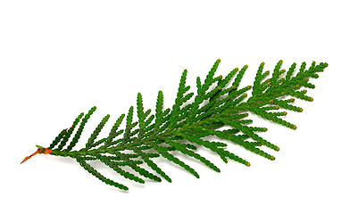 Image showing Twig of thuja on white background