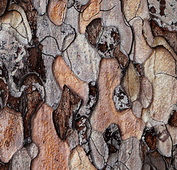 Image showing Wooden texture of pine-tree