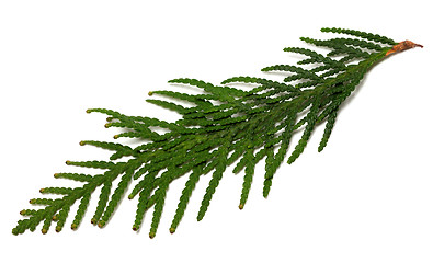 Image showing Thuja branch on white background