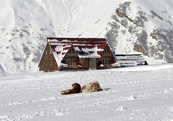 Image showing Two dogs rest on ski slope