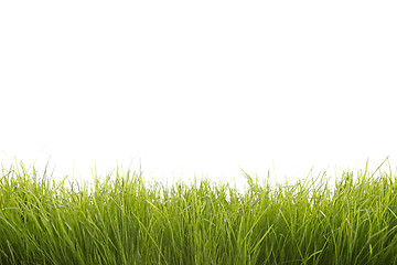 Image showing Green grass