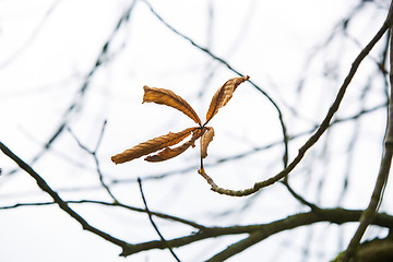 Image showing Single brown marple leaf