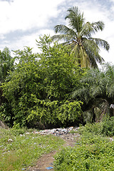 Image showing Landfill between trees and palms