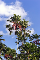 Image showing Tropical Palms.