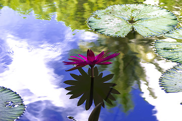 Image showing Nymphaea and Sky with Reflections.