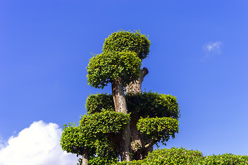 Image showing Top of Tree.