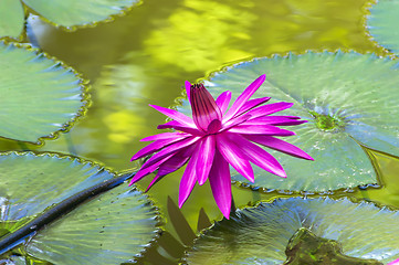 Image showing Nymphaea on Leaves.