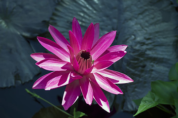 Image showing Grasshopper and Nymphaea Lotus.