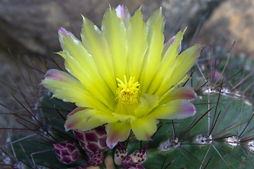 Image showing Notocactus Mammulosus Flower.
