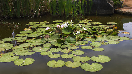 Image showing White and Pink Nymphaeas.