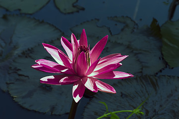 Image showing Grasshopper and Nymphaea Flower.