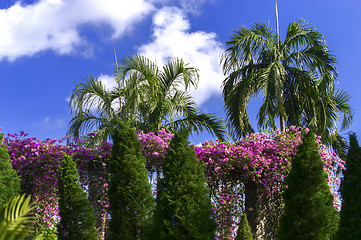 Image showing Tropical Palm Trees and Flowers.