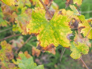 Image showing Vitis plant leaf