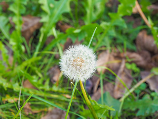 Image showing Dandelion flower