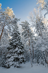 Image showing Winter snow covered trees against the blue sky. Viitna, Estonia.