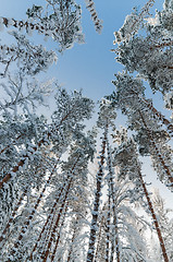 Image showing Winter snow covered trees against the blue sky. Viitna, Estonia.