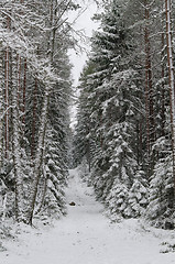 Image showing Winter snow covered trees . Viitna, Estonia. 