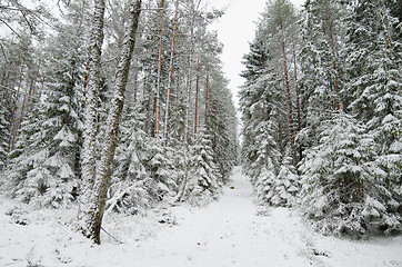 Image showing Winter snow covered trees . Viitna, Estonia. 