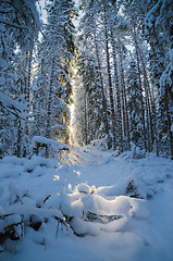 Image showing Winter snow covered trees. Viitna, Estonia. 