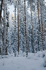 Image showing Winter snow covered trees. Viitna, Estonia. 