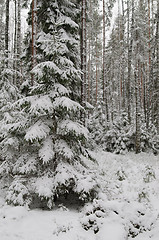 Image showing Winter snow covered trees . Viitna, Estonia. 