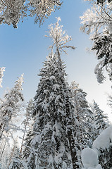 Image showing Winter snow covered trees against the blue sky. Viitna, Estonia.