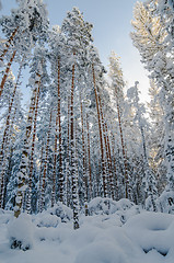 Image showing Winter snow covered trees against the blue sky. Viitna, Estonia.
