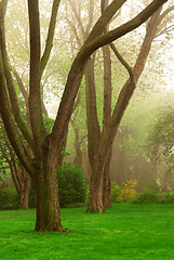 Image showing Foggy park