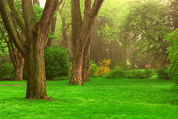 Image showing Foggy park