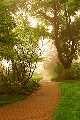 Image showing Foggy park