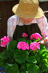 Image showing Senior woman gardening