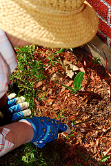 Image showing Senior woman gardening