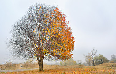 Image showing Autumn cherry tree