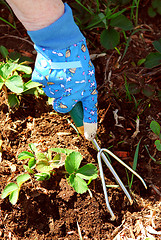 Image showing Gardening